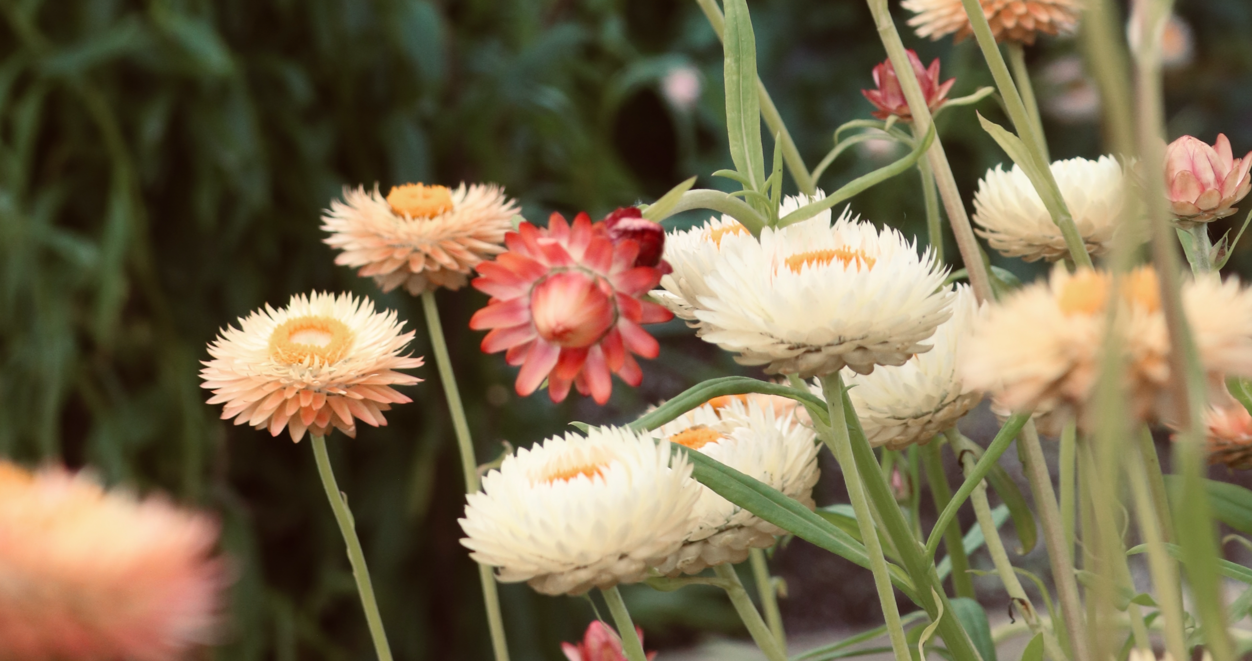 The Many Benefits of Helichrysum Essences