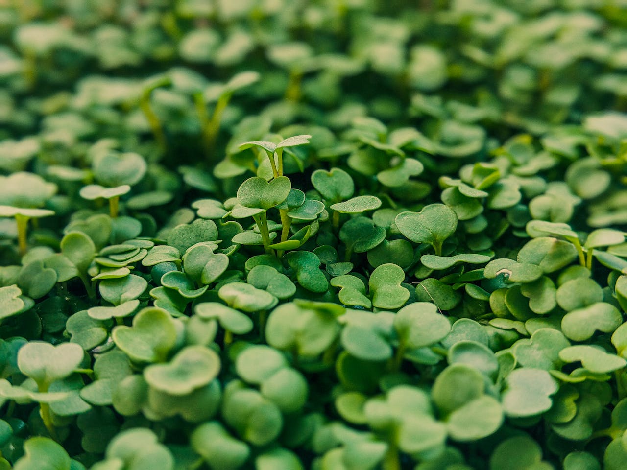 Microgreens for anti-aging benefits