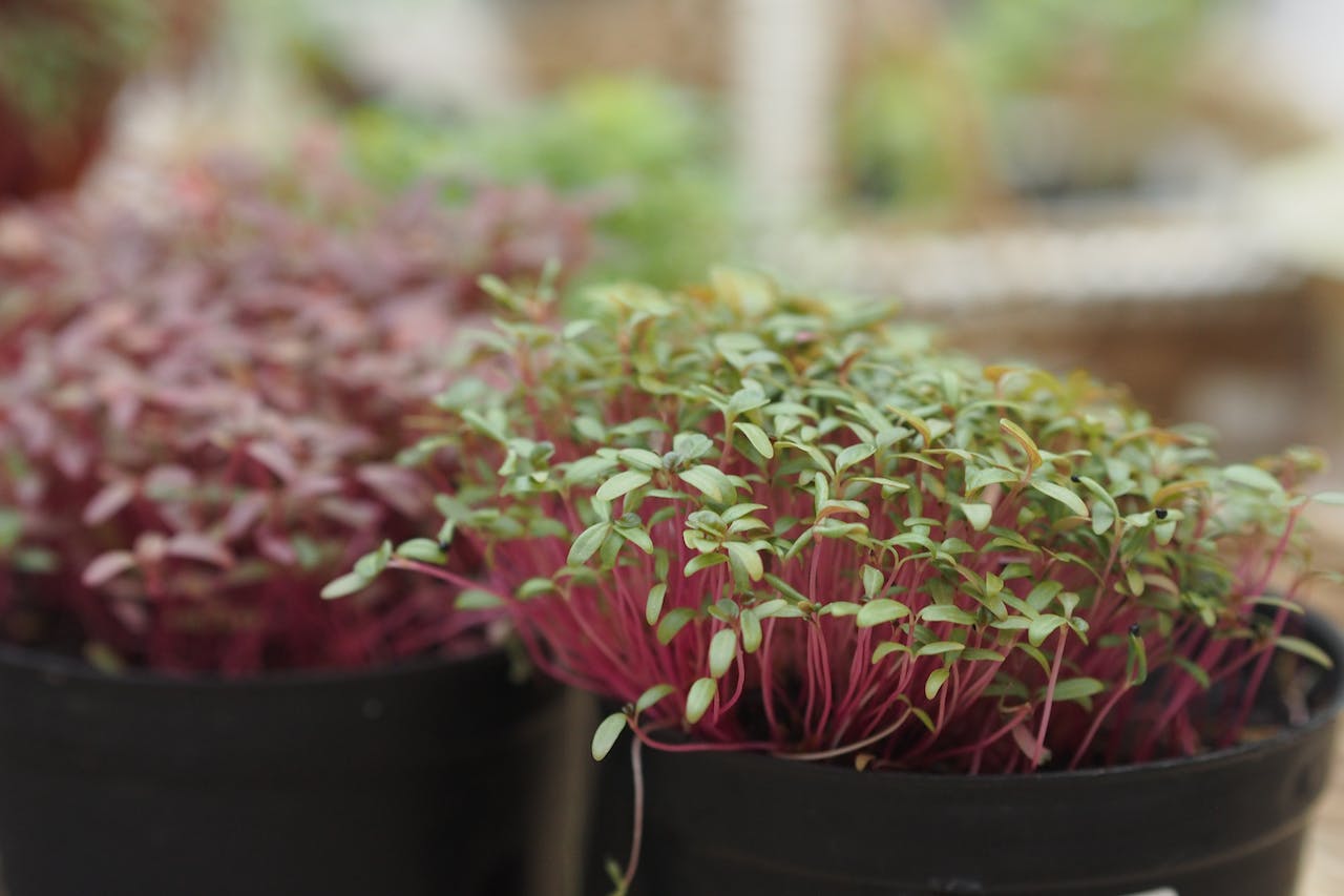 microgreens, sprouts, healthy food